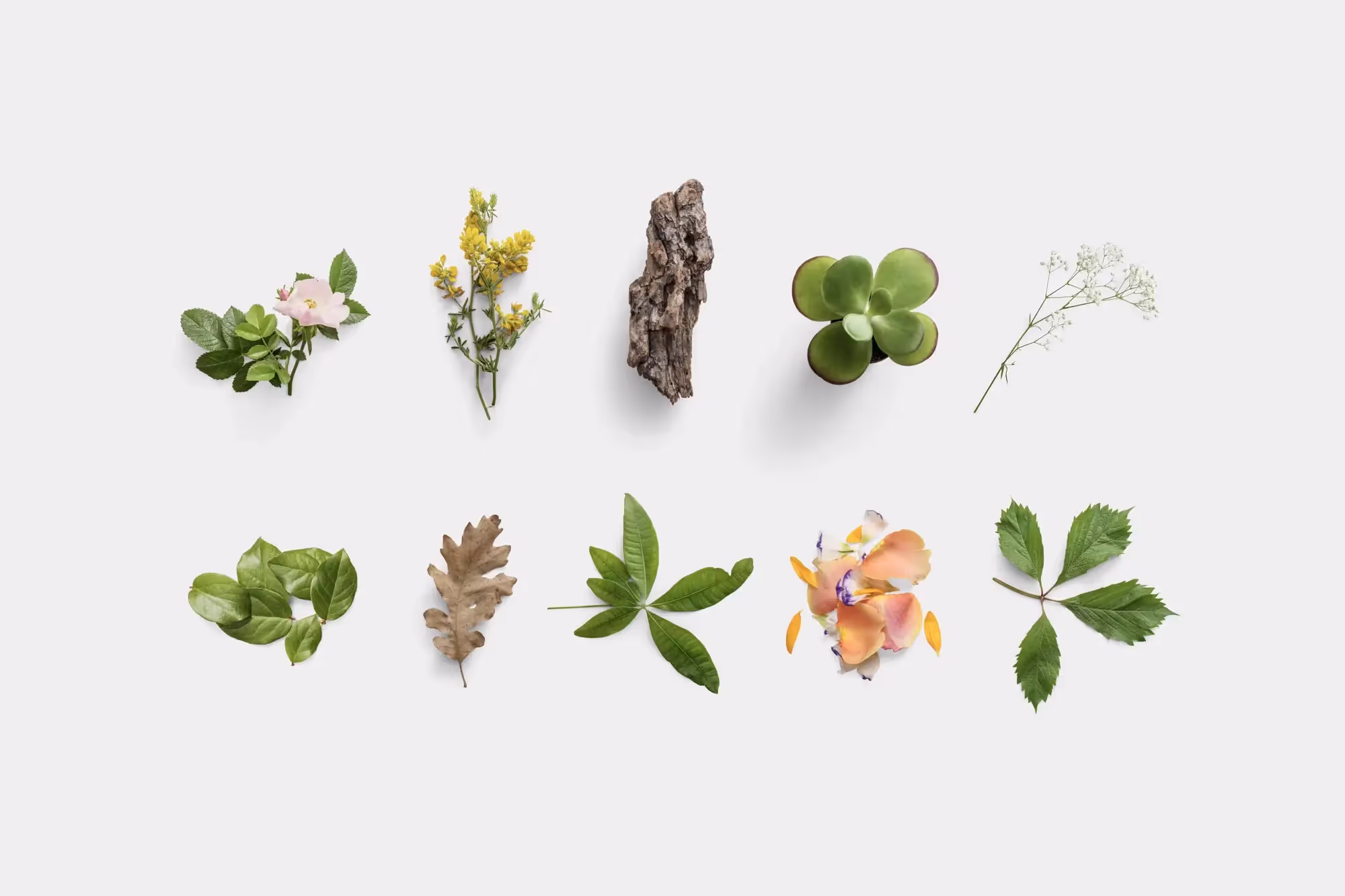 Plants | Pro Designer Pack