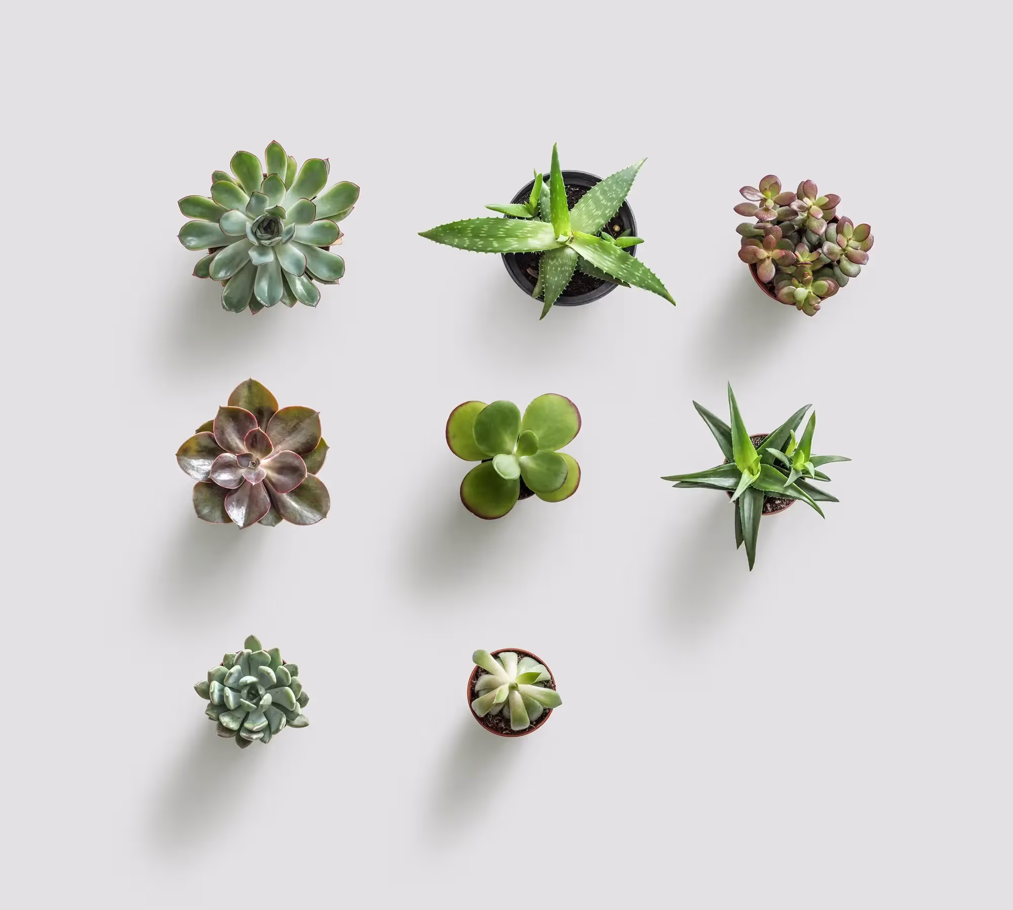 Plants | Available on ls.graphics