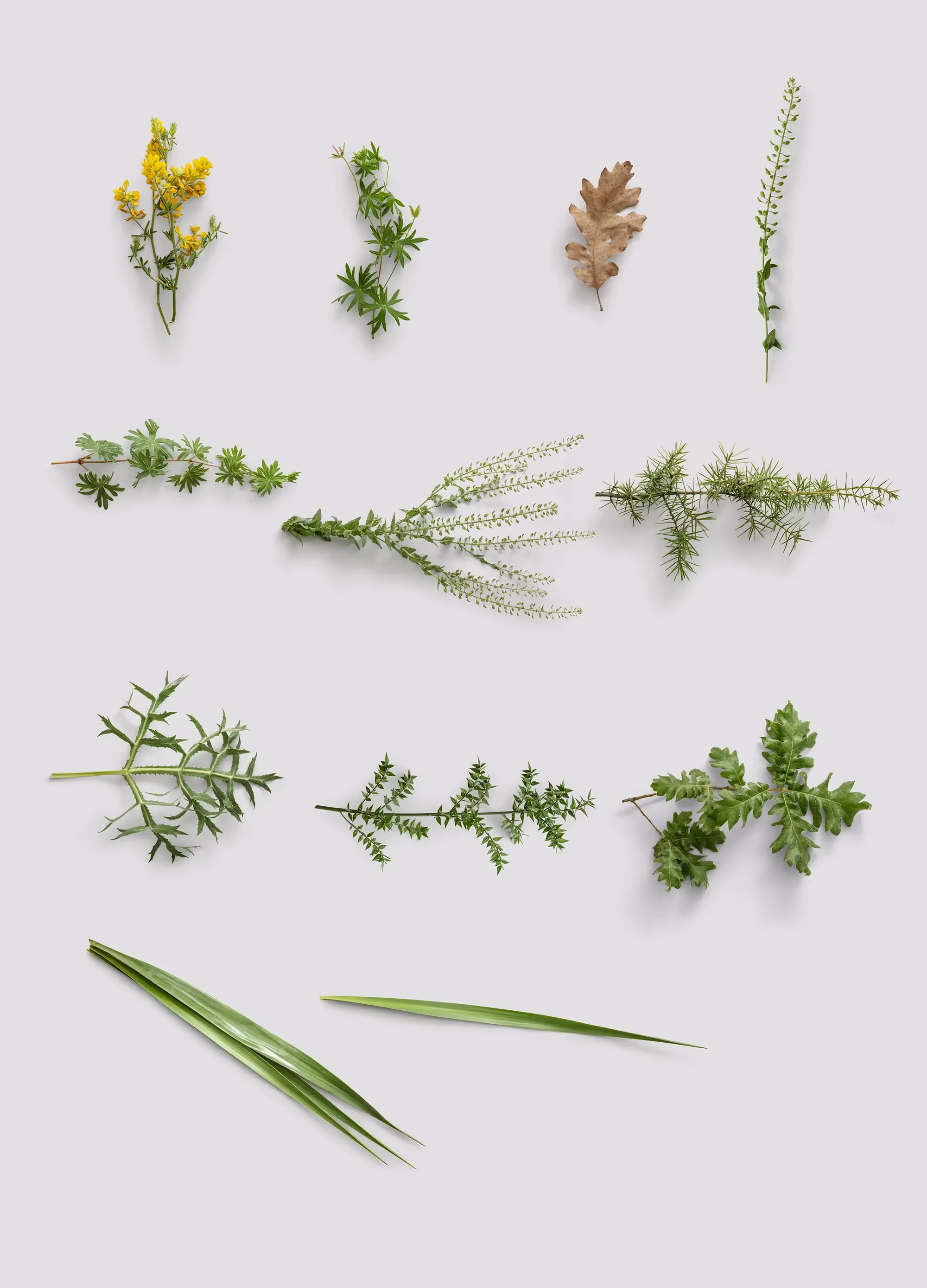 Plants | Pro Design Resource
