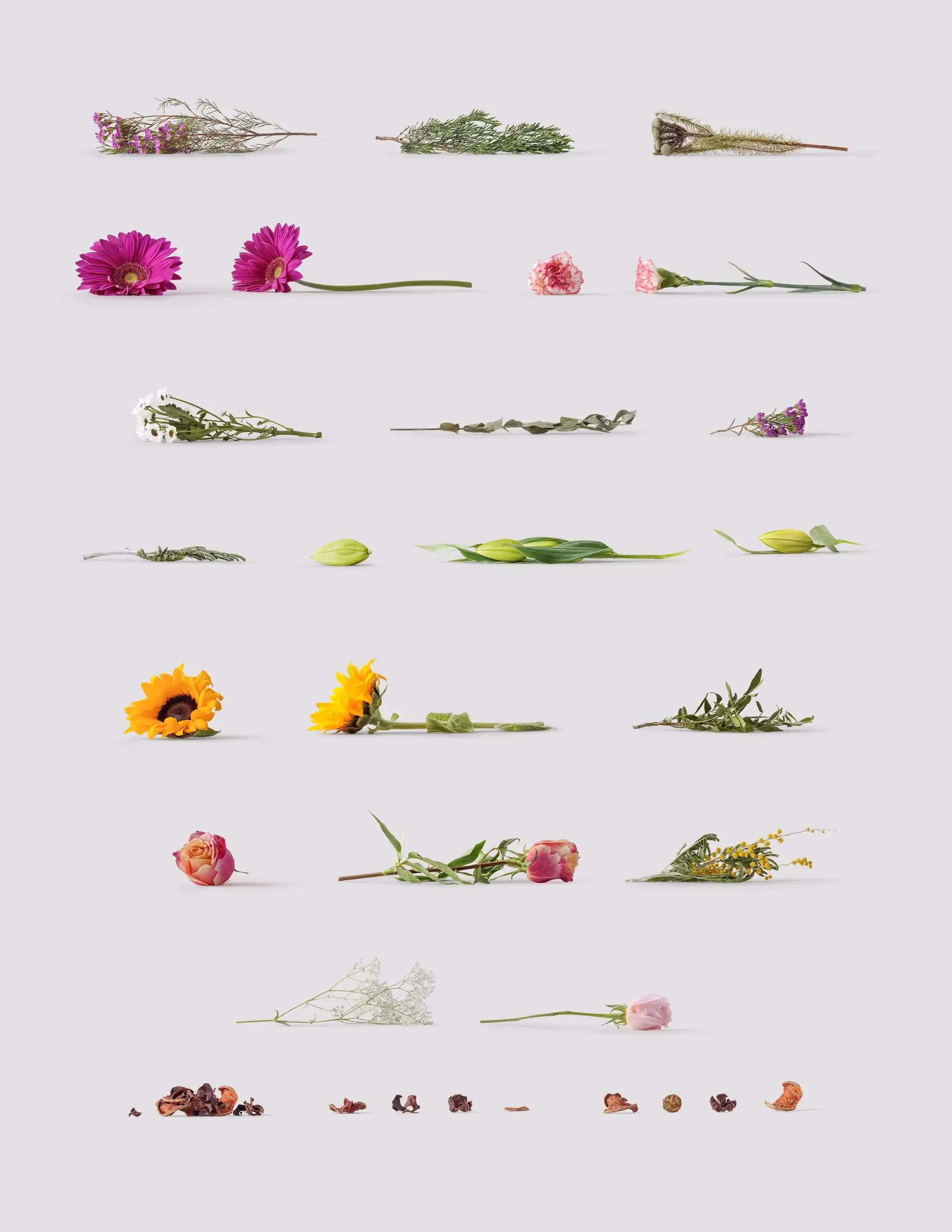 Plants | Commercial License Ready