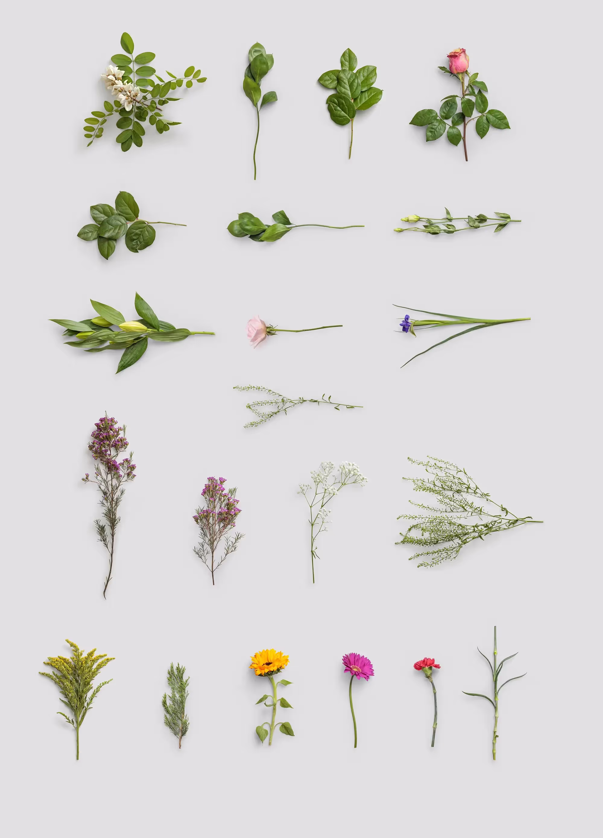 Plants | Download at ls.graphics