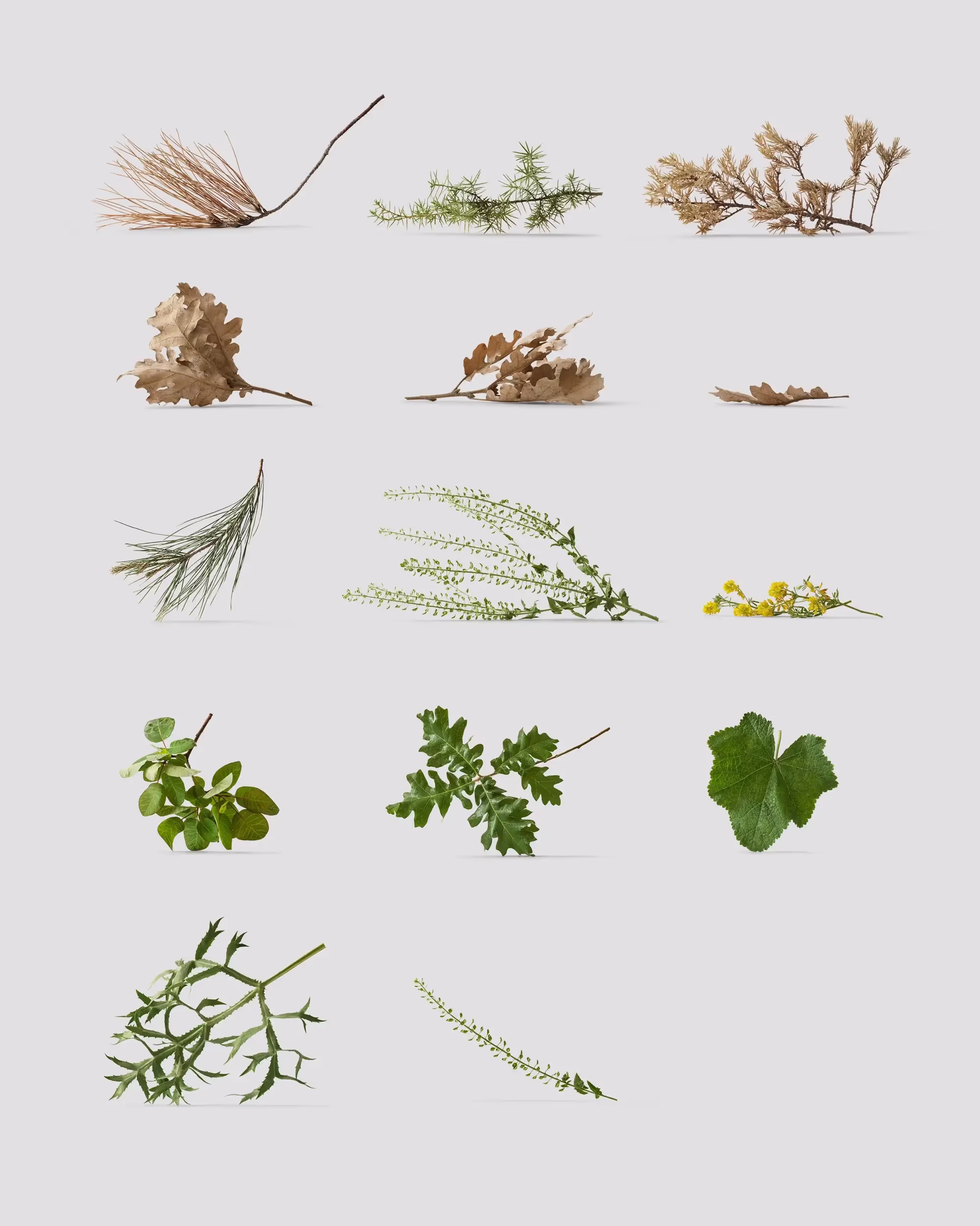 Plants | Full Resolution File