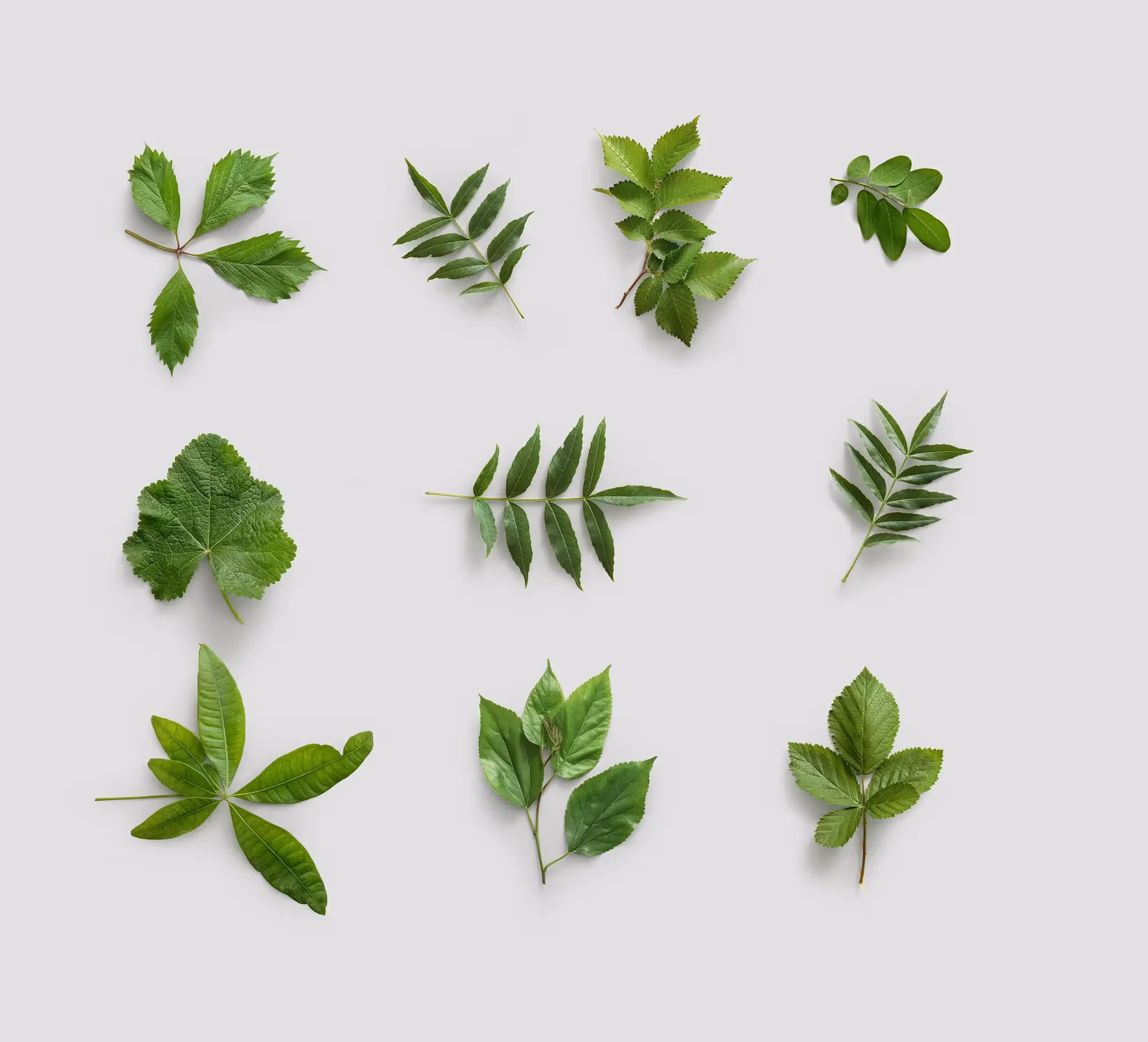 Plants | Pro Designer Pack