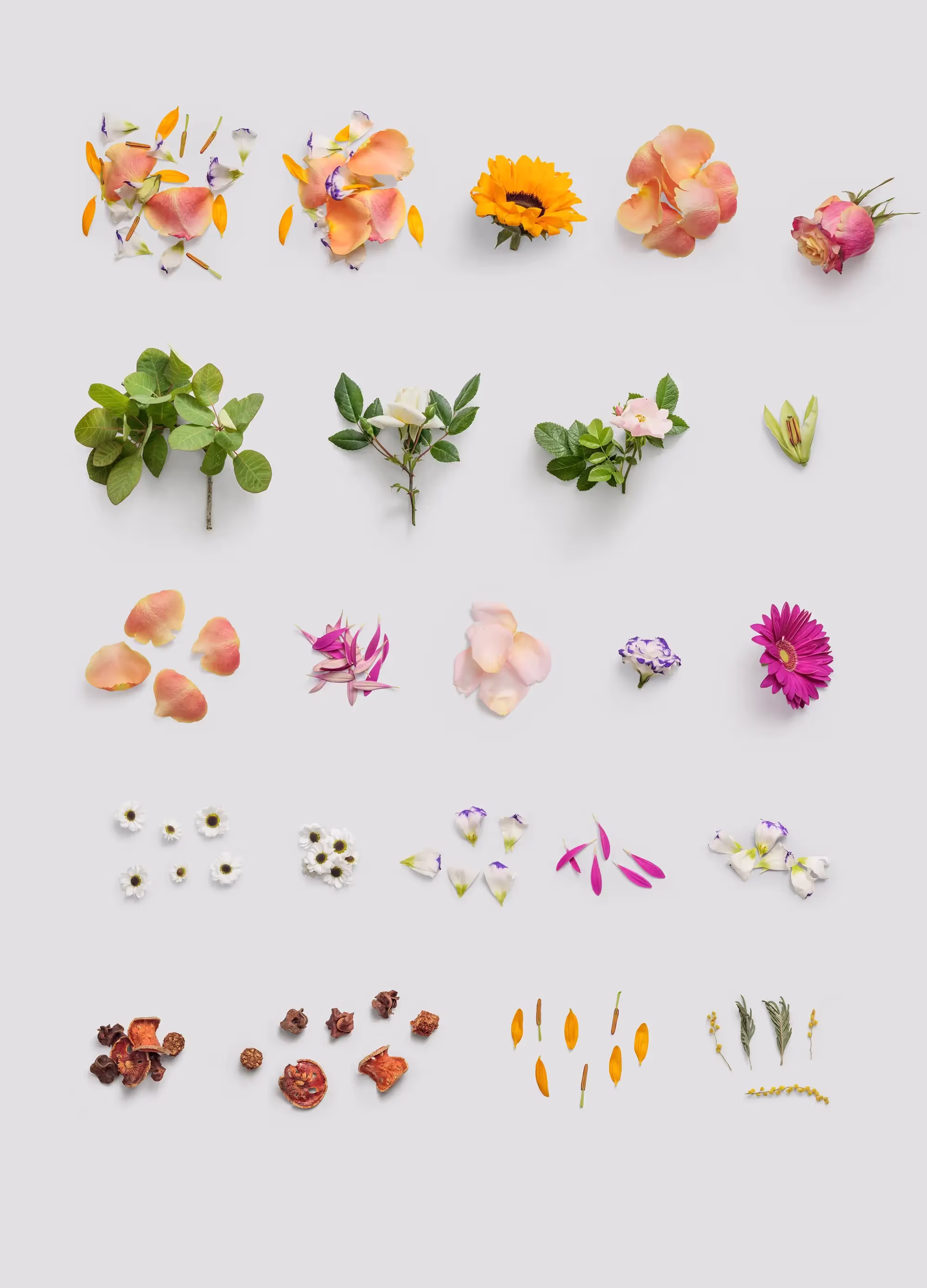 Plants | Top Selling Mockup