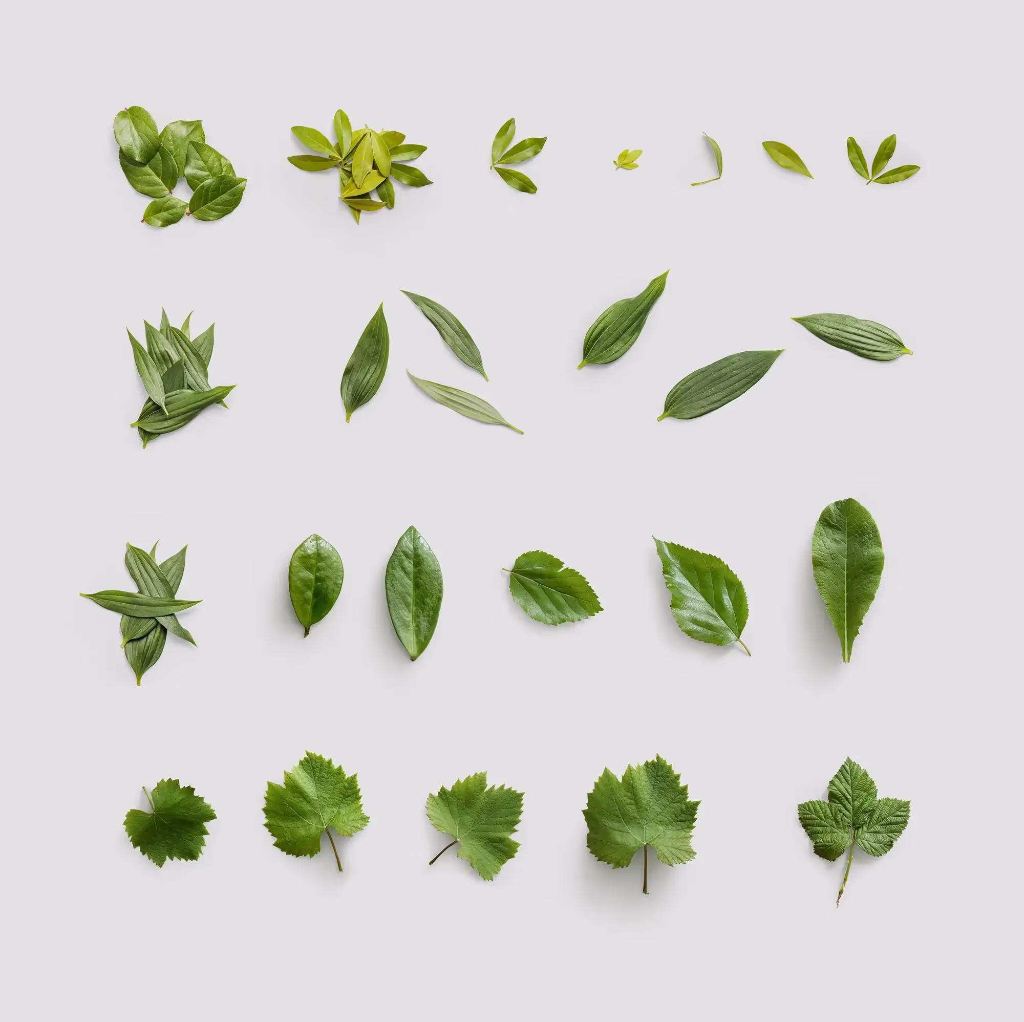 Plants | Commercial License Ready