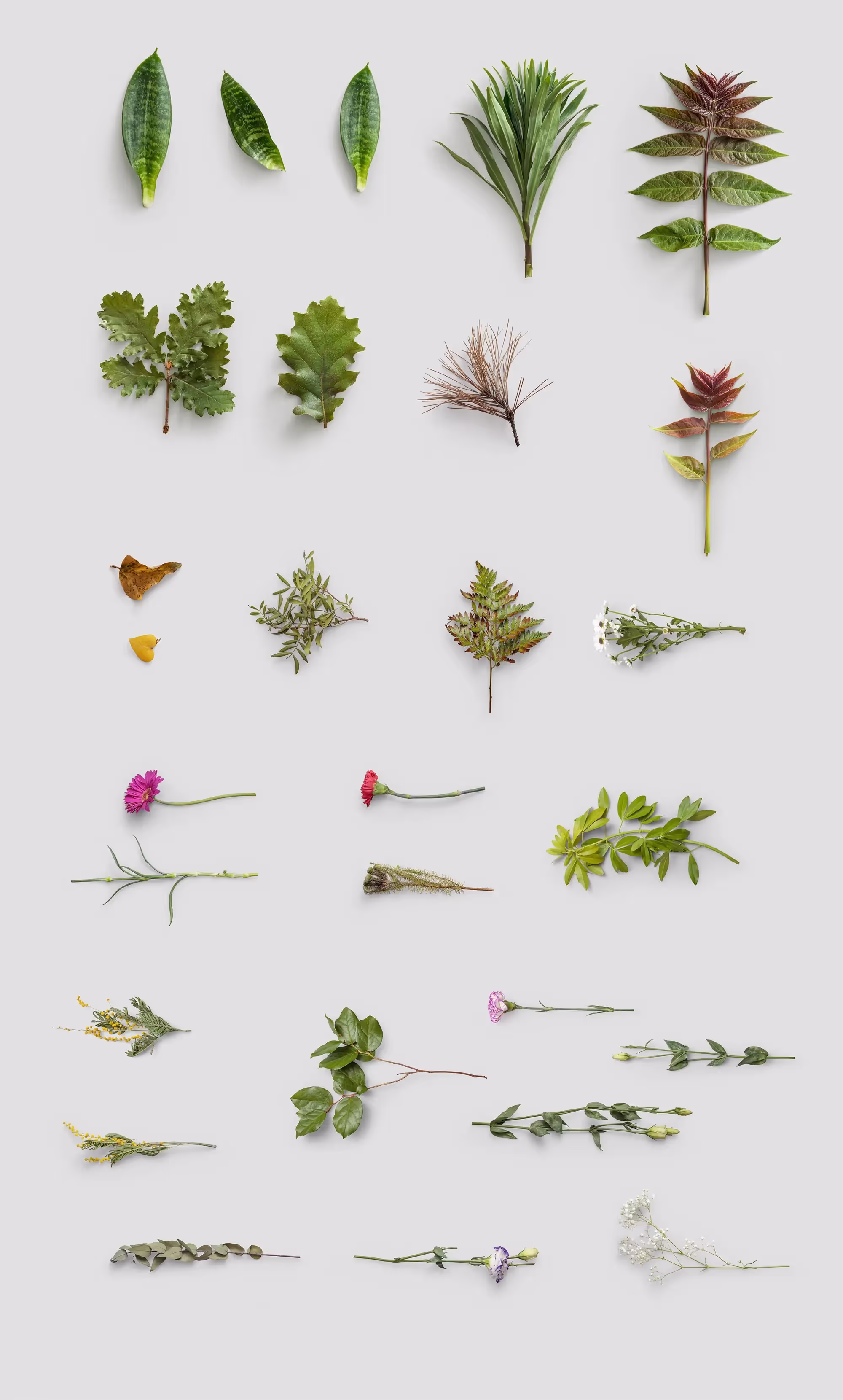 Plants | Pro Designer Pack